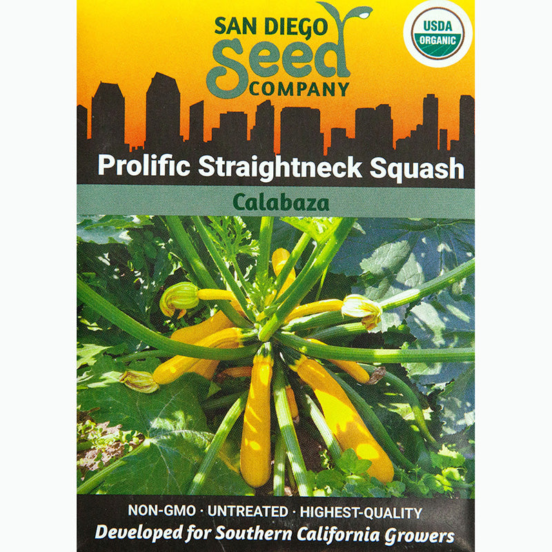 Summer Squash Early Prolific Straightneck Organic