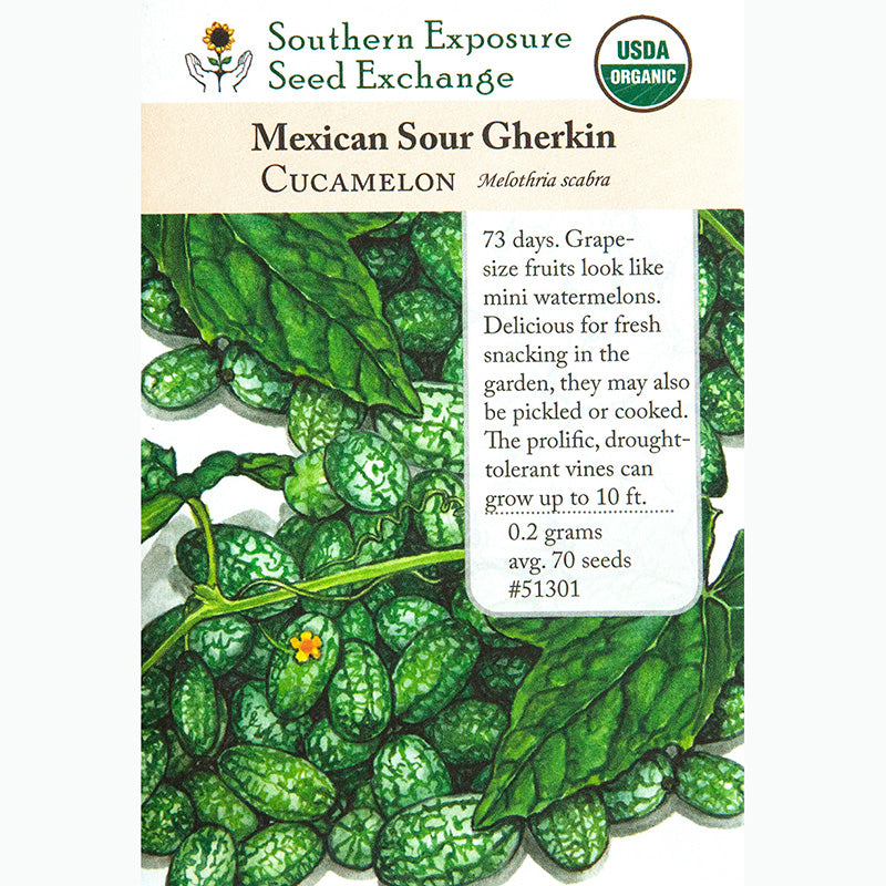 Cucamelon / Mexican Sour Gherkin (Melothria scabra)