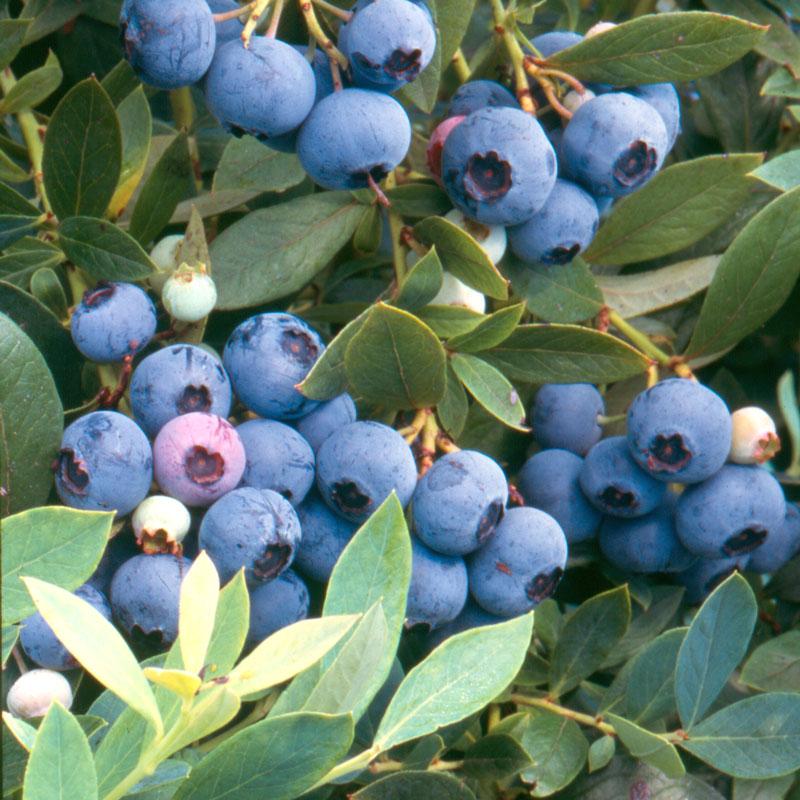 http://www.groworganic.com/cdn/shop/products/blueberry-sunshine-blue-mid-late-harvest.jpg?v=1636695937