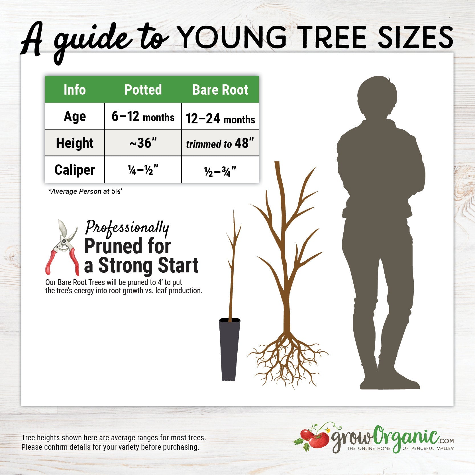 Eva's Pride Peach Tree for Sale - Grow Organic
