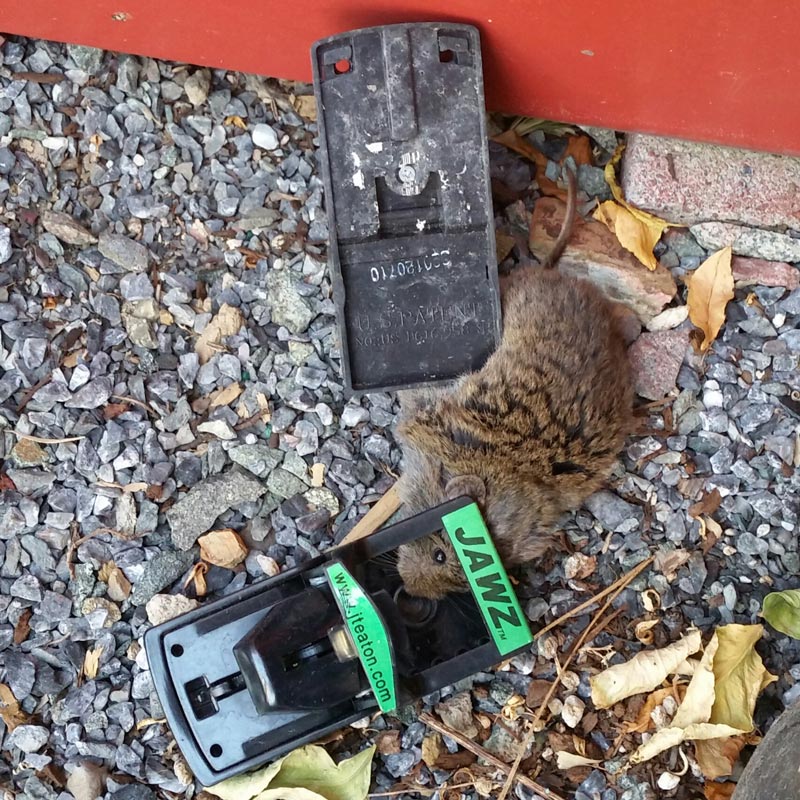 4 Unique mouse/rat traps 